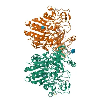 Anticorpo Policlonale di Coniglio Anti-GALNS per WB, IF/ICC, ELISA - P34059