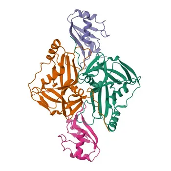 Anticorpo Policlonale Anti-CPSF6 per WB, IHC-P, IF/ICC, IP, ELISA - Q16630