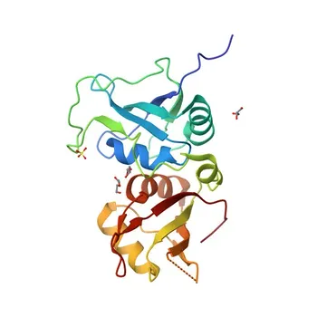 Anti-HNRNPL Polyclonal Antibody for WB, IF/ICC, ELISA - P14866