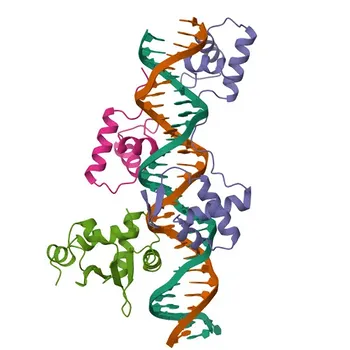Anticorpo policlonale anti-PAX5 per WB, IP, ELISA - Q02548