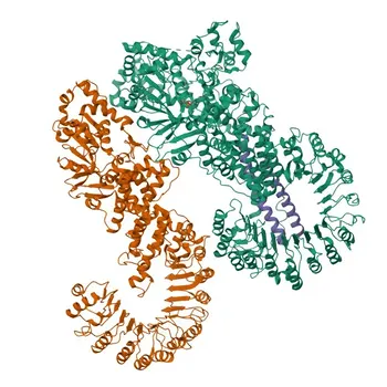 Anti-NAIP Rabbit Monoclonal Antibody for IHC-P, ELISA - Q13075