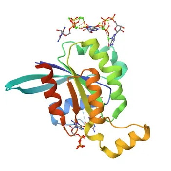 Anti-RAC3 Rabbit Polyclonal Antibody for WB, ELISA - P60763