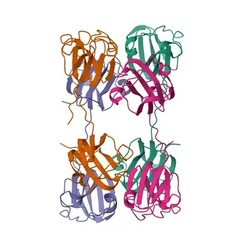 Anti-CRYBB2 Rabbit Polyclonal Antibody for WB, ELISA - P43320