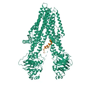 Anticorpo policlonale coniglio anti-CFTR per WB, IF/ICC, ELISA - P13569