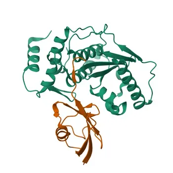 Anticorpo policlonale coniglio anti-SUMO3 per WB, IHC-P, ELISA - P55854