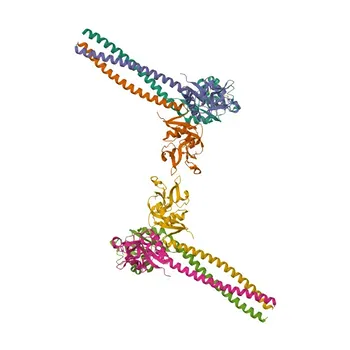 Anti-Langerin/CD207 Rabbit Polyclonal Antibody for WB, ELISA - Q9UJ71