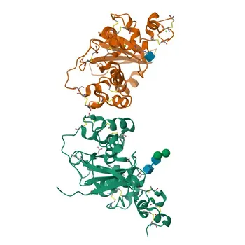 NOTCH3 Rabbit pAb - Q9UM47