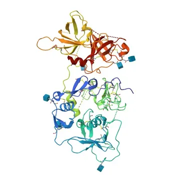 Anti-CFI Polyclonal Antibody for WB and ELISA - P05156