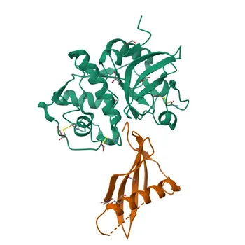 Anti-CTSV (Cathepsin L2) Rabbit Polyclonal Antibody for WB and ELISA - O60911