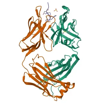 Anti-COL2A1 Rabbit Polyclonal Antibody for WB, ELISA - P28481