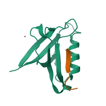 Anticorpo policlonale Anti-PTPN3 per WB e ELISA - P26045