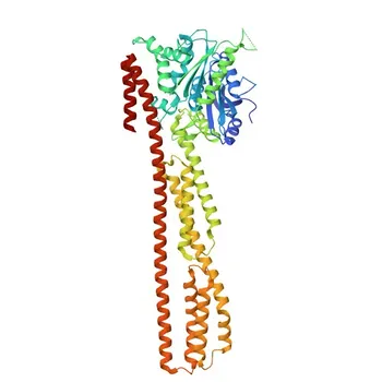 GBP1 Rabbit Polyclonal Antibody for WB, ELISA - P32455