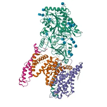 Anti-PSEN2 Rabbit Polyclonal Antibody for WB, IF/ICC, ELISA - P49810