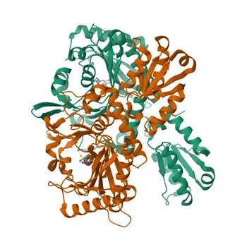 Anticorpo policlonale anti-TARS per WB, IHC-P, IF/ICC, ELISA - P26639