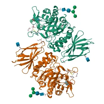 Anticorps polyclonal de lapin anti-NAGA pour WB, IF/ICC, ELISA - P17050