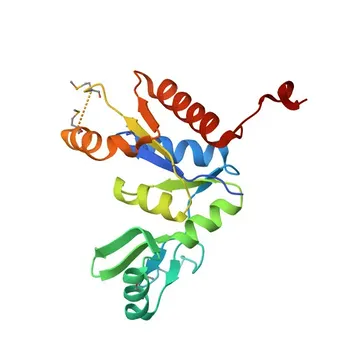 Anticorpo Policlonale Anti-DLG1 per WB, IF/ICC, ELISA - Q12959