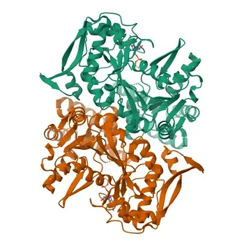 Anti-AdSS 2 Rabbit Monoclonal Antibody for WB and ELISA - P30520