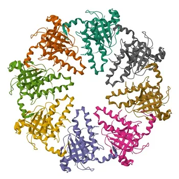 Anticorpo Policlonale Anti-DMC1 per WB ed ELISA - Q14565