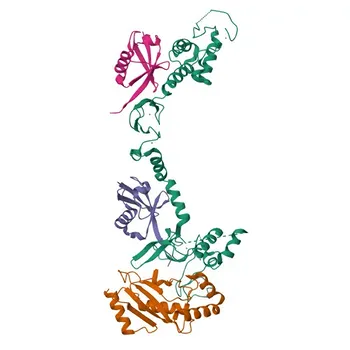 Anti-RNF31 Rabbit Polyclonal Antibody for WB, ELISA - Q96EP0