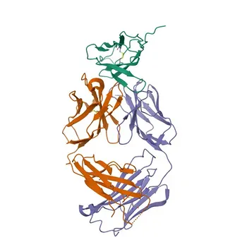 Anti-CD147 Rabbit Monoclonal Antibody for WB, IHC-P, ELISA - P18572