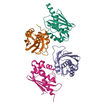 Anticorpo policlonale coniglio anti-PSMF1 per WB, IHC-P, IF/ICC, ELISA - Q92530