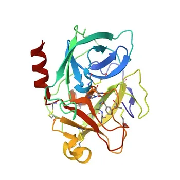 KLK7 Rabbit Polyclonal Antibody for WB and ELISA - P49862