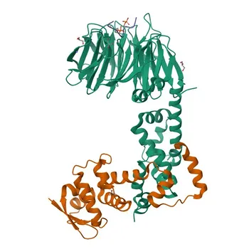 Anti-FBXW11 Polyclonal Antibody for WB, IF/ICC, ELISA - Q9UKB1