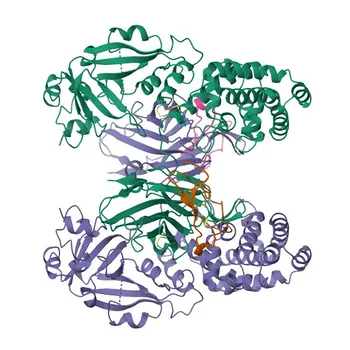 Anti-HB-EGF Rabbit Monoclonal Antibody for WB, ELISA - Q99075
