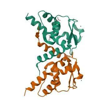 Anti-ZBTB17 Rabbit Polyclonal Antibody for WB, IHC-P, ELISA - Q13105