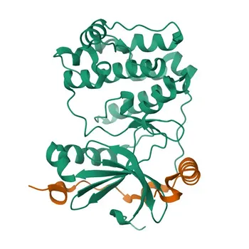 Anti-AURKC Kaninchen-Polyklonaler Antikörper für WB, IHC-P, ELISA - Q9UQB9