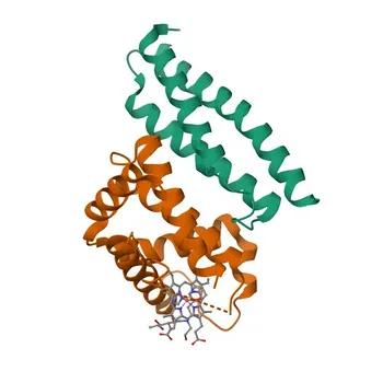 Anti-AHSP Rabbit Polyclonal Antibody for WB, ELISA - Q9NZD4