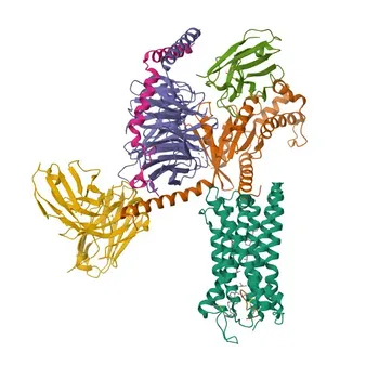 Anticorpo policlonale coniglio anti-AVPR2 per WB, ELISA - P30518