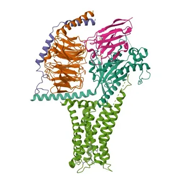 Anticorpo Monoclonal de Coelho Anti-Receptor 5HT7 para WB, IF-P, ELISA - P34969