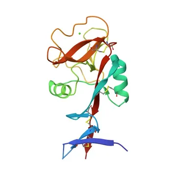 Anticorpo Policlonale Anti-CLEC4D per WB, IF-P, ELISA - Q8WXI8