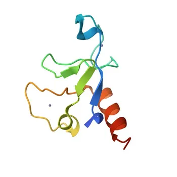 Anticorpo policlonale anti-MBNL1 per WB e ELISA - Q9NR56