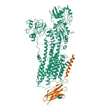 Anti-Neuroplastin (NPTN) Rabbit Polyclonal Antibody for WB and ELISA - Q9Y639