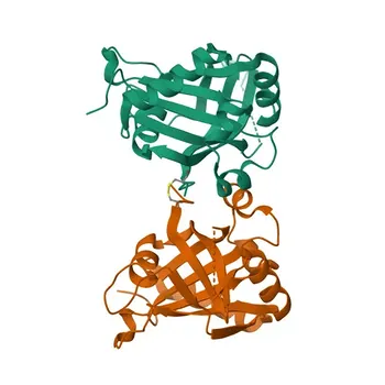 Anticorpo policlonale anti-RBM15 per WB, IHC-P, ELISA - Q96T37