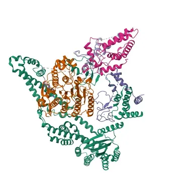 MORF4L1 Rabbit Polyclonal Antibody for WB and ELISA - Q9UBU8