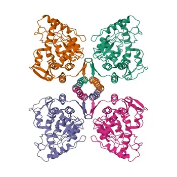 Anticorpo policlonale anti-TPH2 per WB, ELISA - Q8IWU9
