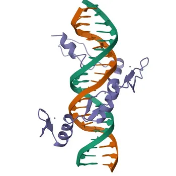 Anti-YY1 Rabbit Monoclonal Antibody for WB, IF/ICC, ELISA, ChIP - P25490