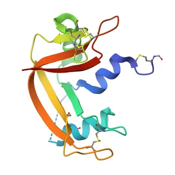 Anticorpo policlonale anti-RNASE1 per WB, ELISA - P07998