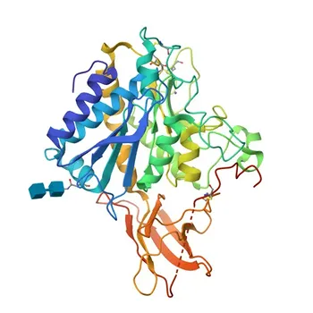 Anticorpo policlonale coniglio anti-Carbossipeptidasi M (CPM) per WB, IHC-P, ELISA - P14384