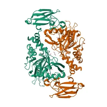 Anti-BBOX1 Polyclonal Antibody for WB, IF-P, ELISA - O75936