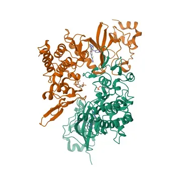 Anticorpo policlonale di coniglio Anti-DYRK2 per WB, IF/ICC, ELISA - Q92630