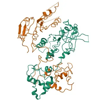 Anti-MUS81 Polyclonal Antibody for WB, IHC-P, ELISA - Q96NY9