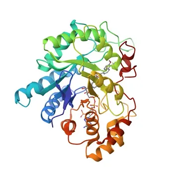 Anti-AKR1B10 Polyclonal Antibody for WB, IP, ELISA - O60218