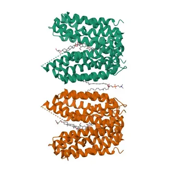 Anti-SLC16A2 Rabbit Polyclonal Antibody (MCT8) for WB, ELISA - P36021