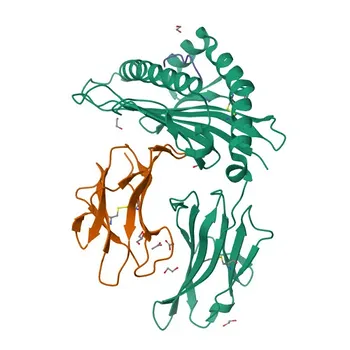 Anti-ALOXE3 Polyclonal Antibody for WB, ELISA - Q9BYJ1
