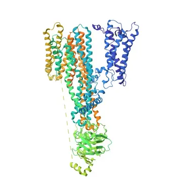 Anti-MRP2/ABCC2 Rabbit Polyclonal Antibody for WB, IF/ICC, ELISA - Q92887