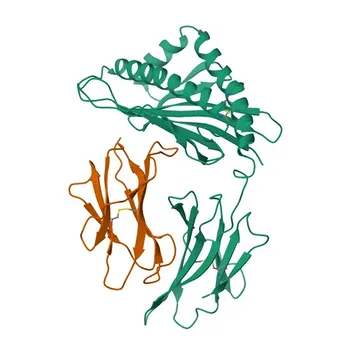 Anti-HFE Monoclonal Antibody for WB, ELISA - Q30201